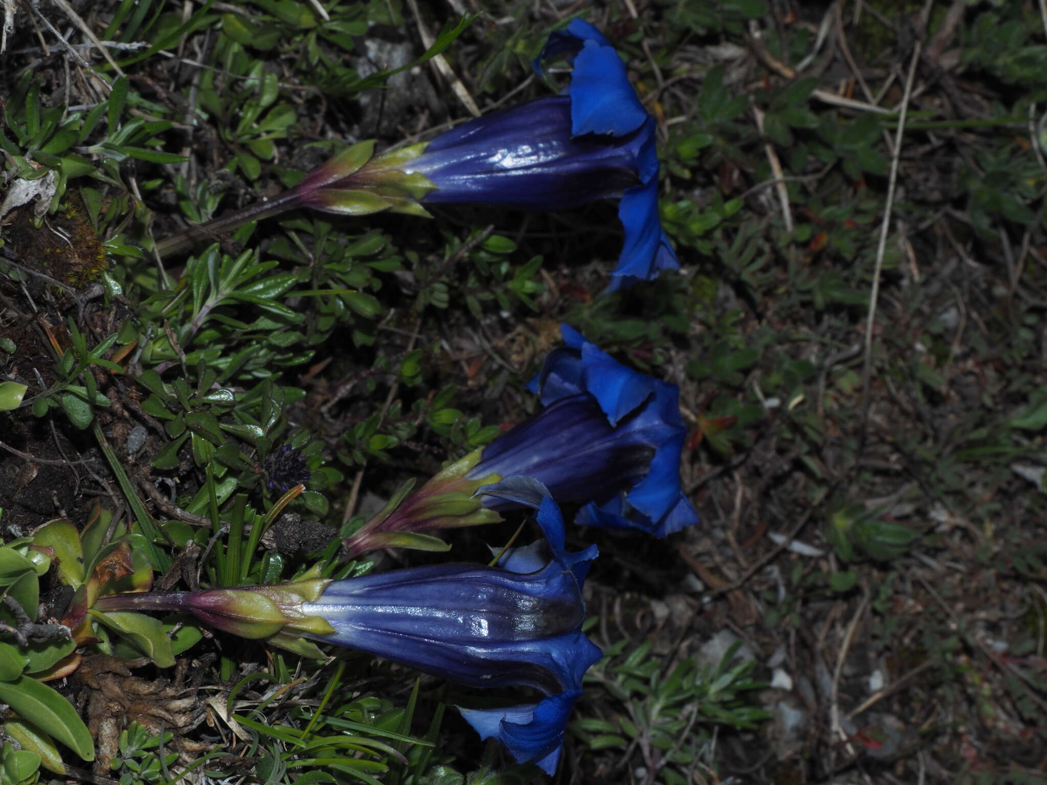 Gentiana ligustica R. de Vilmorin & Chopinet的圖片