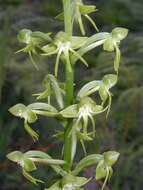 Plancia ëd Habenaria subviridis Hoehne & Schltr.