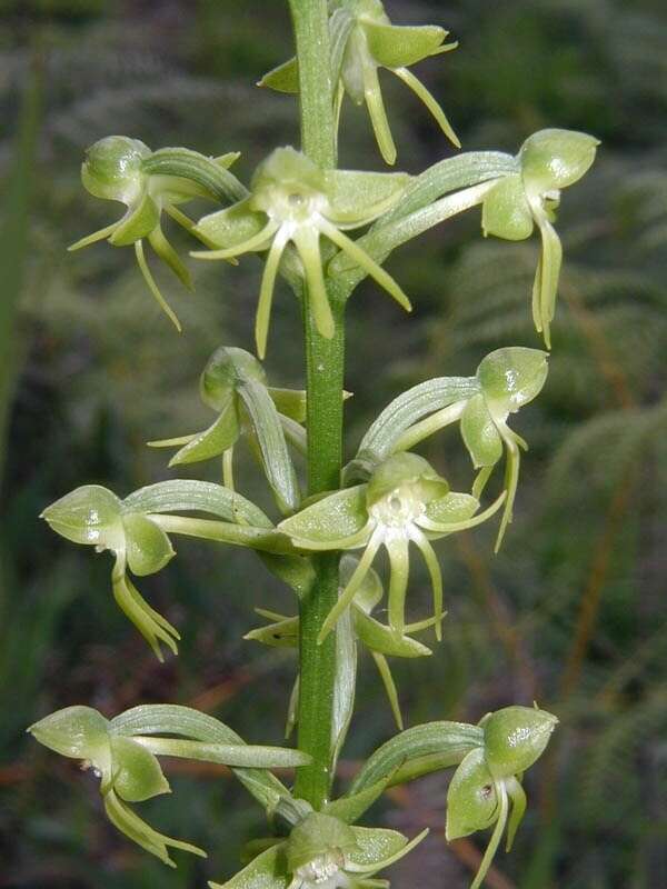 Plancia ëd Habenaria subviridis Hoehne & Schltr.