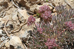 Image of gray buckwheat