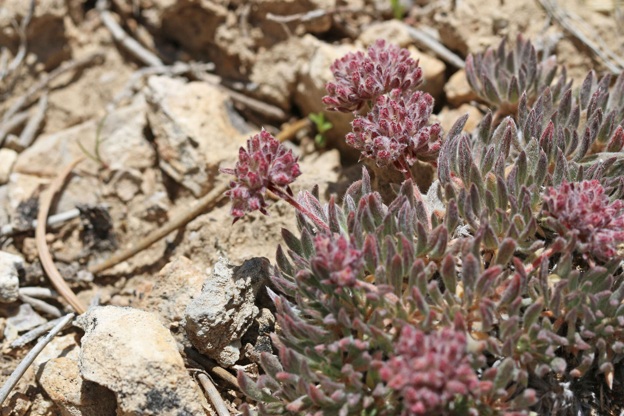 Image of gray buckwheat