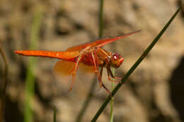 Image of Flame Skimmer