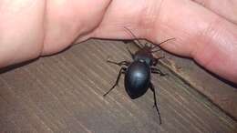 Image of Winstanley Ground Beetle