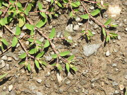 Image de Euphorbia vermiculata Raf.