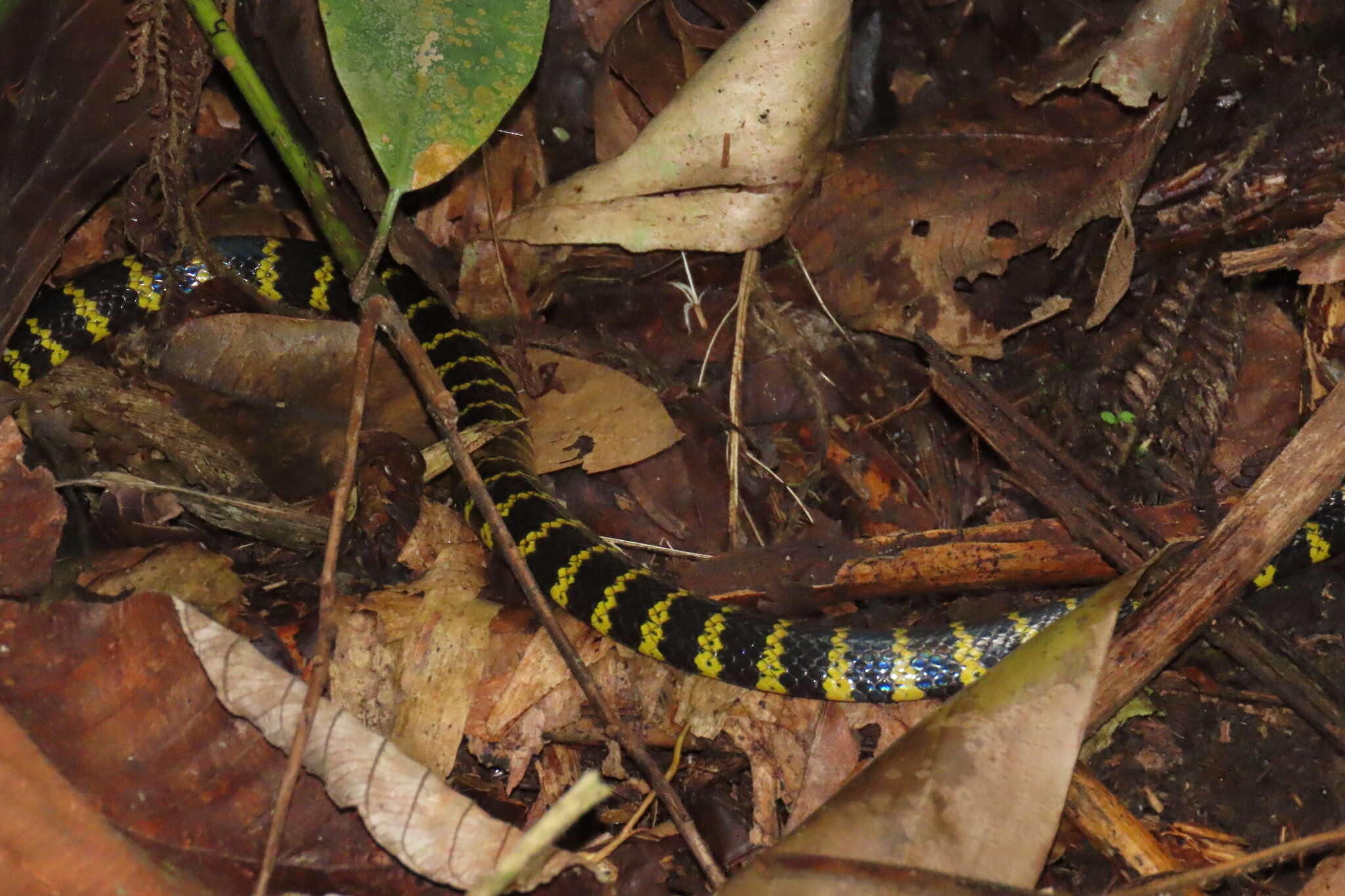 Imagem de Micrurus mipartitus decussatus (A. M. C. Duméril, Bibron & A. H. A. Duméril 1854)