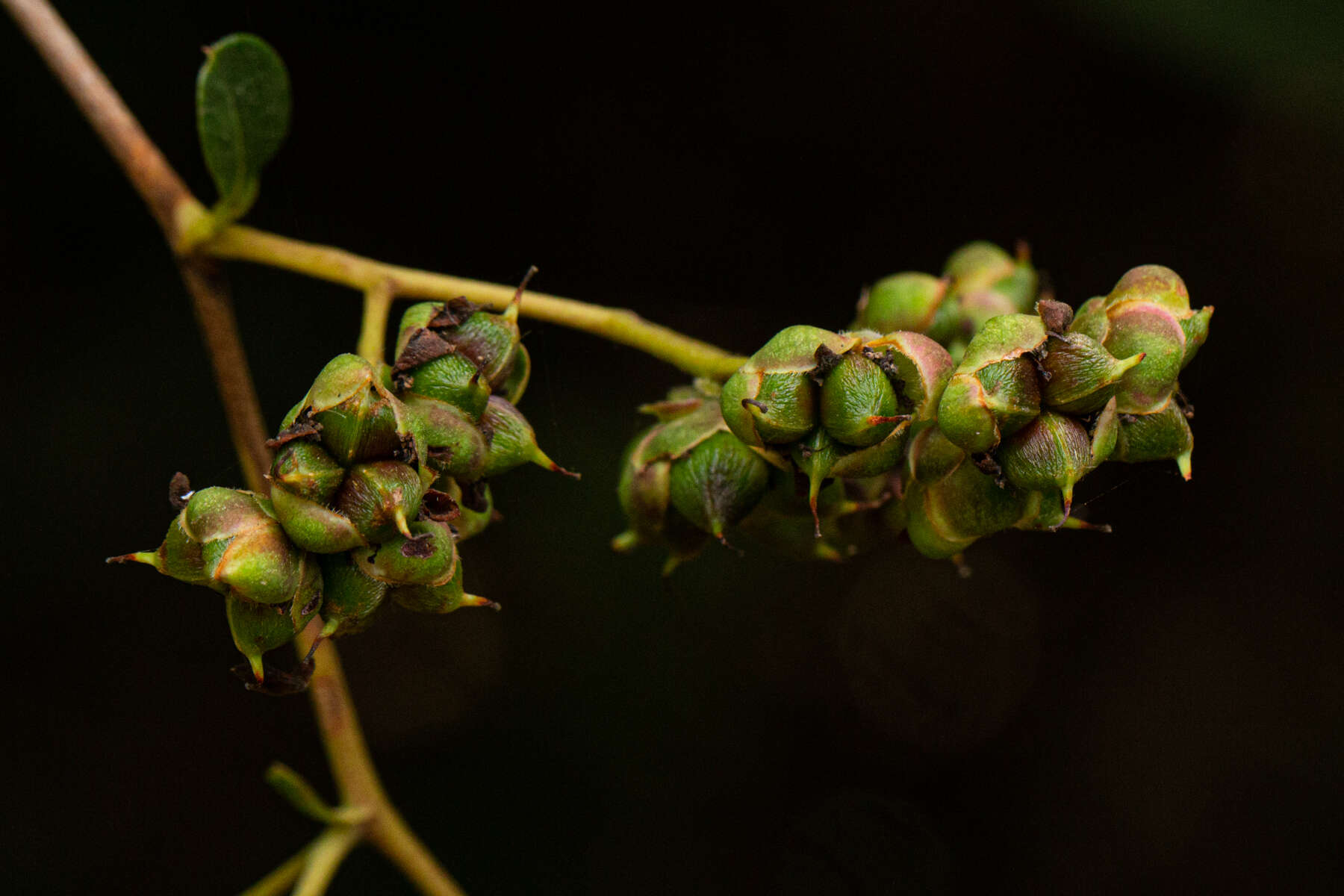 Image of Tetracera potatoria Afzel. ex G. Don