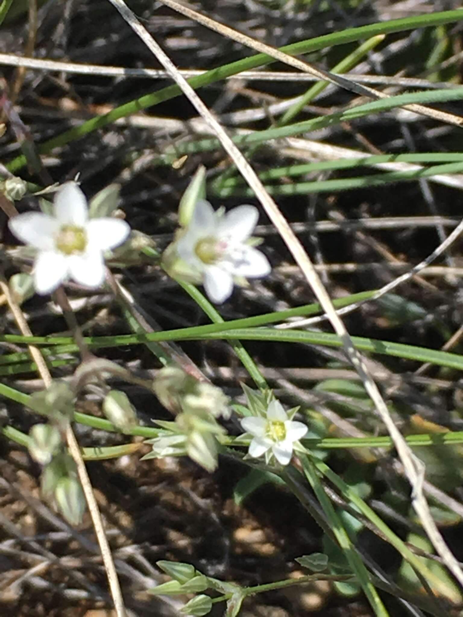 Imagem de Minuartia anatolica (Boiss.) Voronov