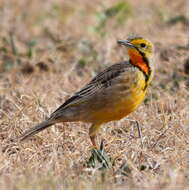 Image of Macronyx capensis capensis (Linnaeus 1766)