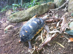 Image of Red-footed Tortoise