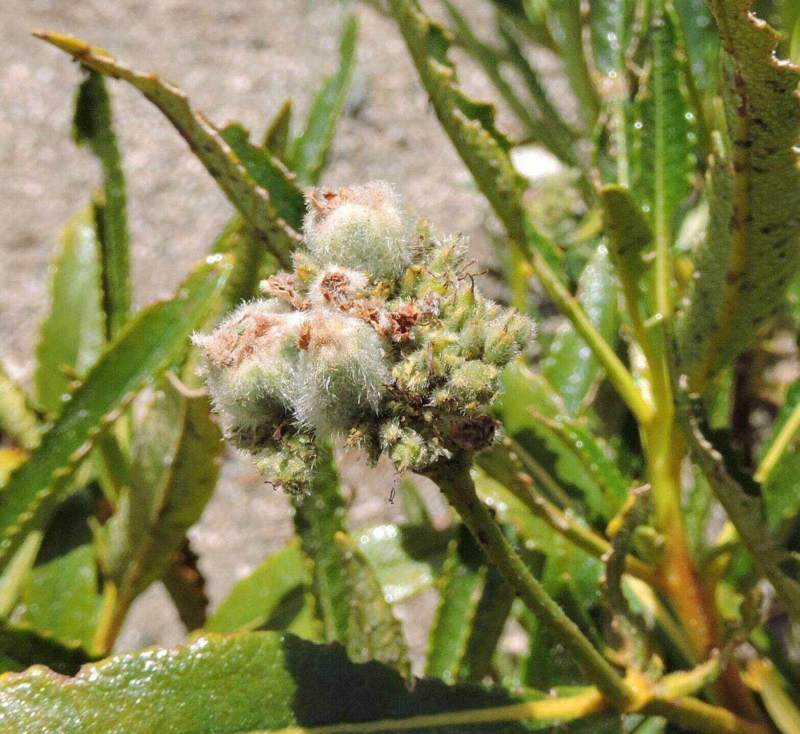 Image of Eriodictyon trichocalyx var. trichocalyx