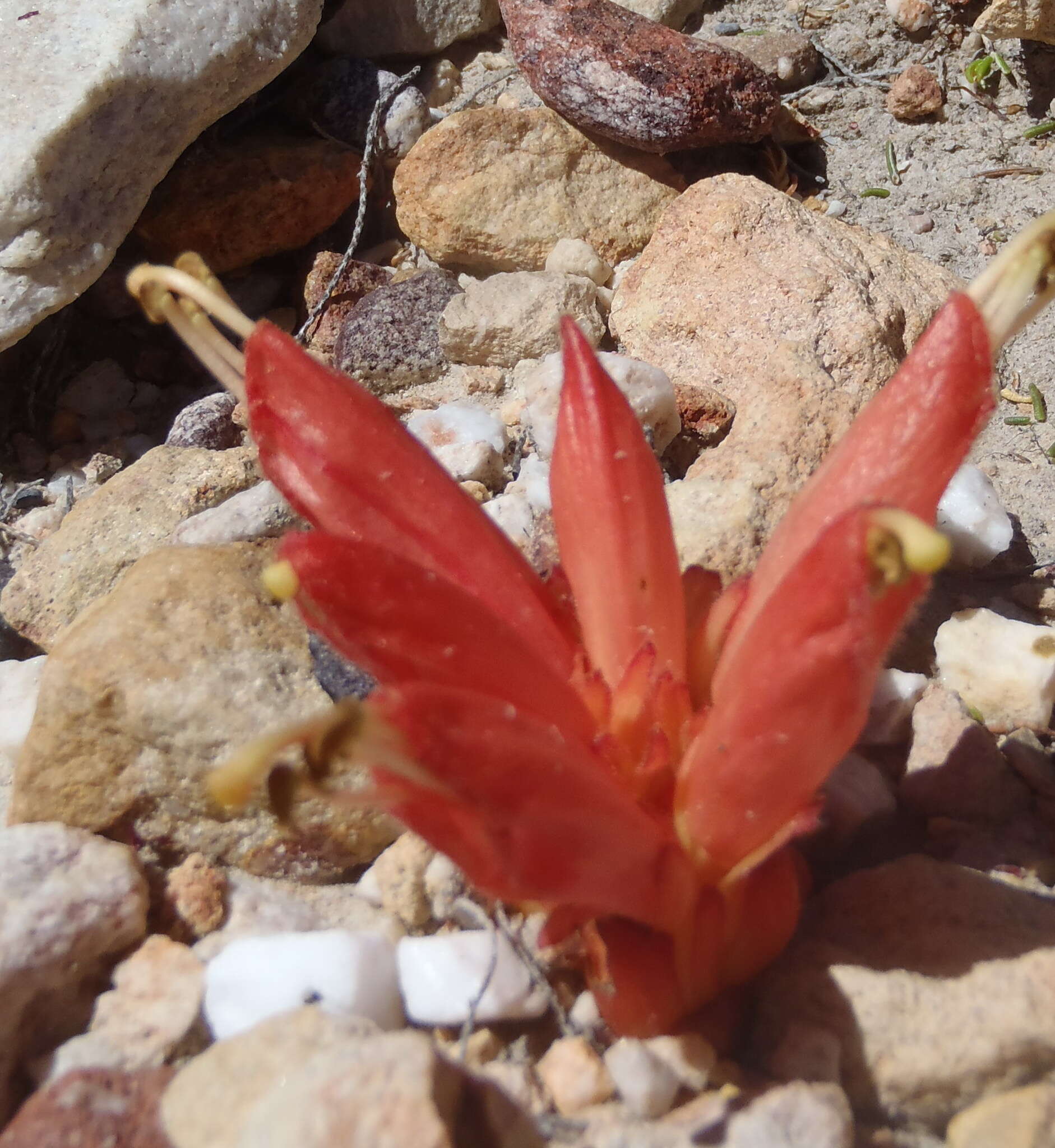 Image of Hyobanche glabrata Hiern