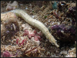 Image of Kulbicki’s pipefish