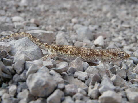 Image of Ophisops elegans ehrenbergii (Wiegmann 1835)