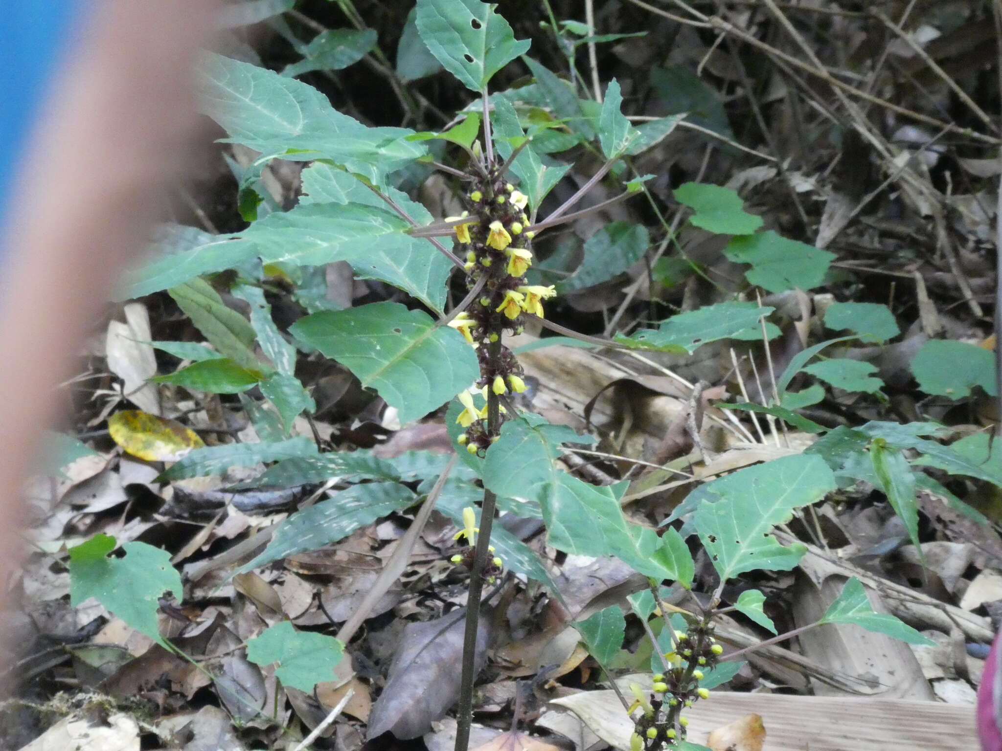 Image of Paraphlomis javanica var. coronata (Vaniot) C. Y. Wu & H. W. Li