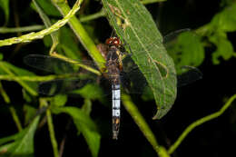 Слика од Erythrodiplax unimaculata (De Geer 1773)