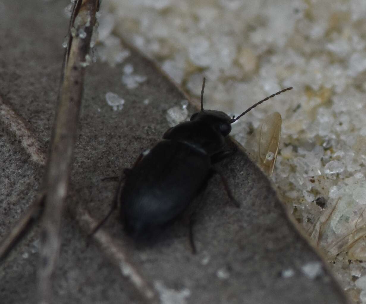 Image of Selenophorus (Celiamorphus) fossulatus Dejean 1829