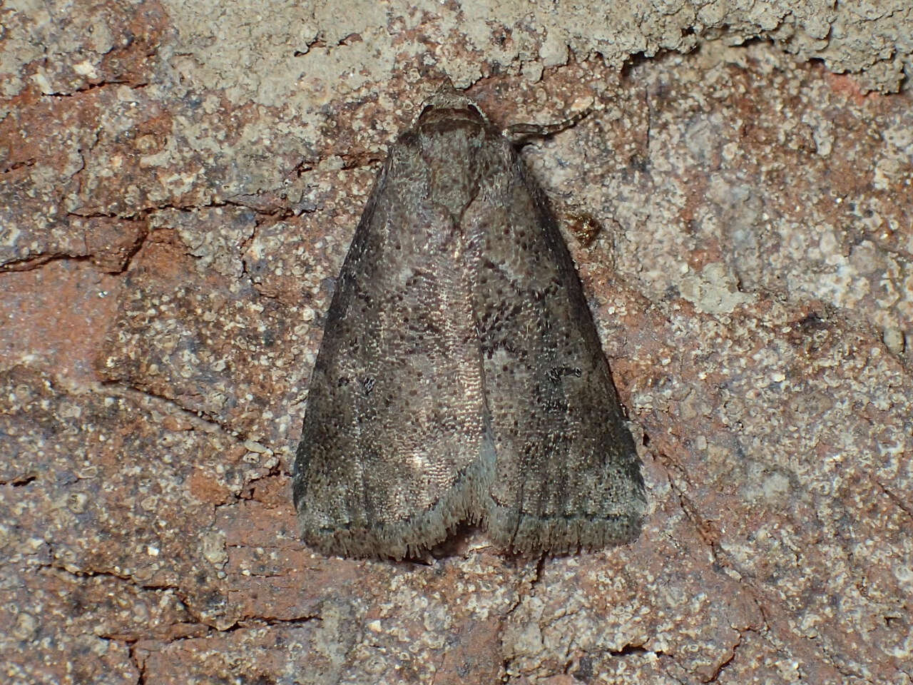 Image of White-lined Graylet