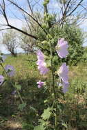 Image of hollyhock