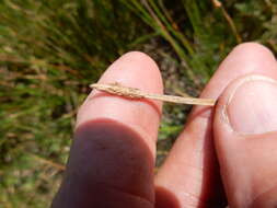 Image of Common Spike-rush