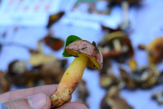 Image of Aureoboletus gentilis (Quél.) Pouzar 1957