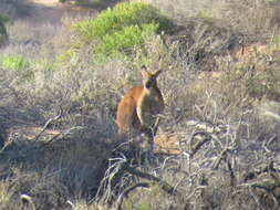 Macropus robustus erubescens Sclater 1870的圖片