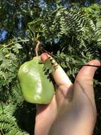 Image of Jacaranda cuspidifolia Mart.