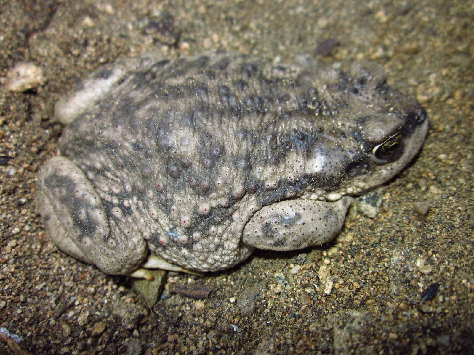 Image of Concepcion Toad