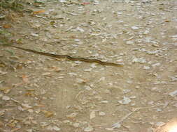 Image of Thamnophis elegans terrestris Fox 1951