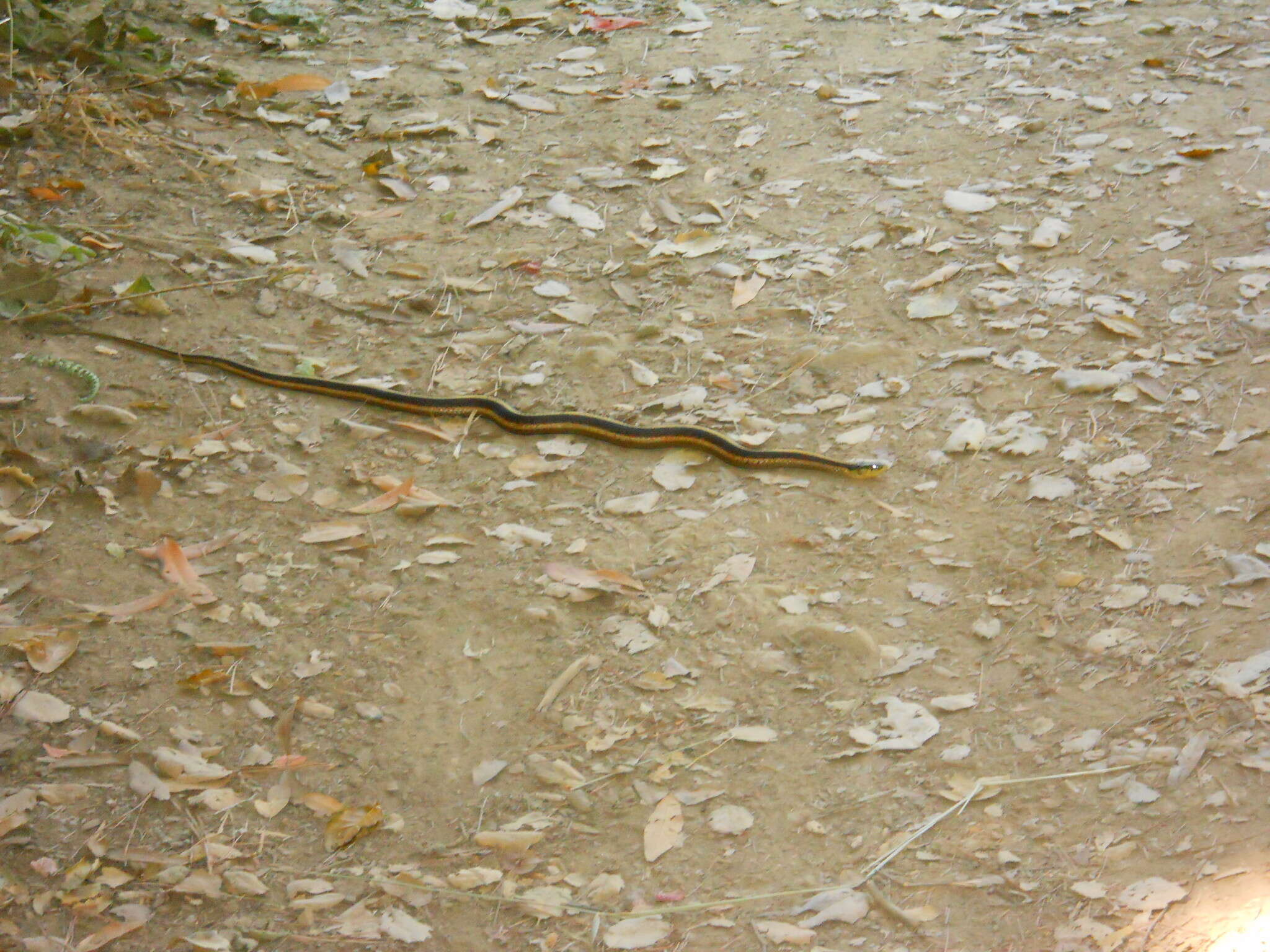 Image of Thamnophis elegans terrestris Fox 1951