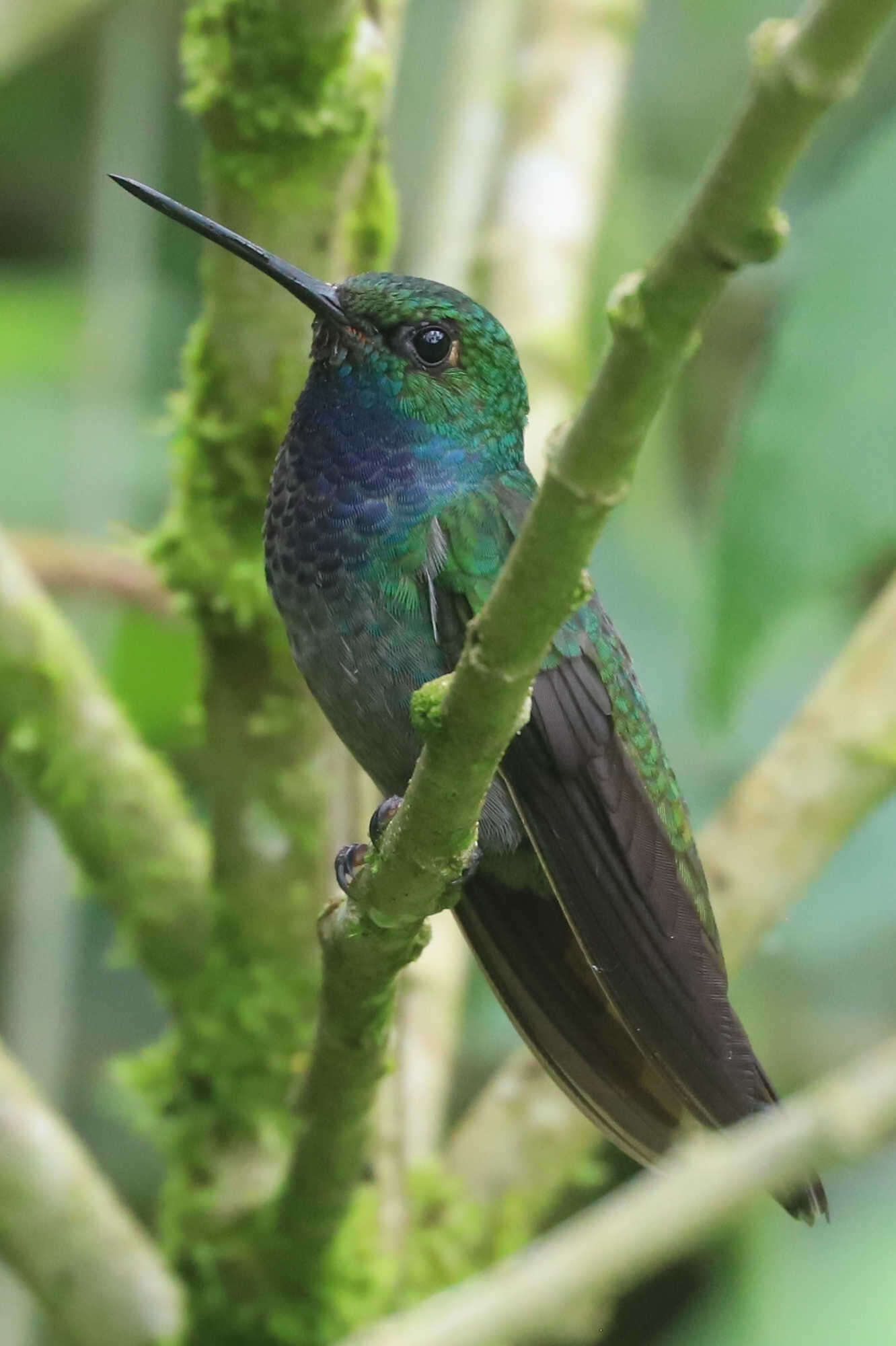 Image of Green-backed Hillstar