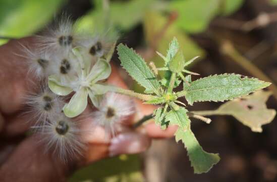 Imagem de Hibiscus hirtus L.