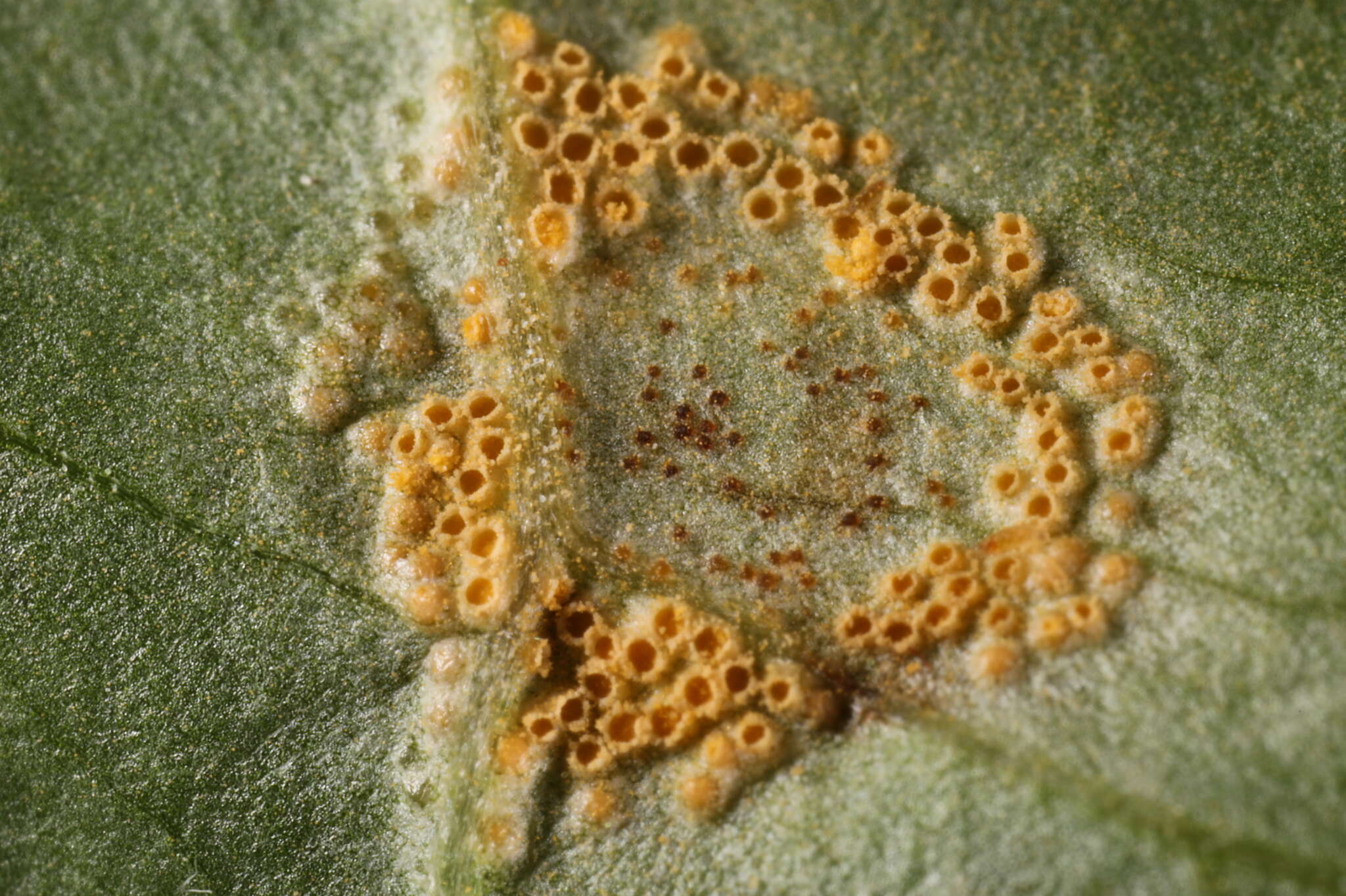 Image of Endoraecium phyllodiorum (Berk. & Broome) Berndt 2011