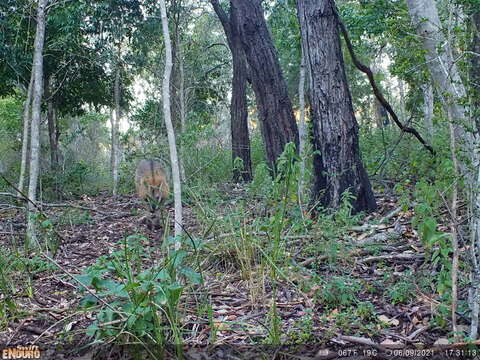 Image of Black-striped Scrub Wallaby