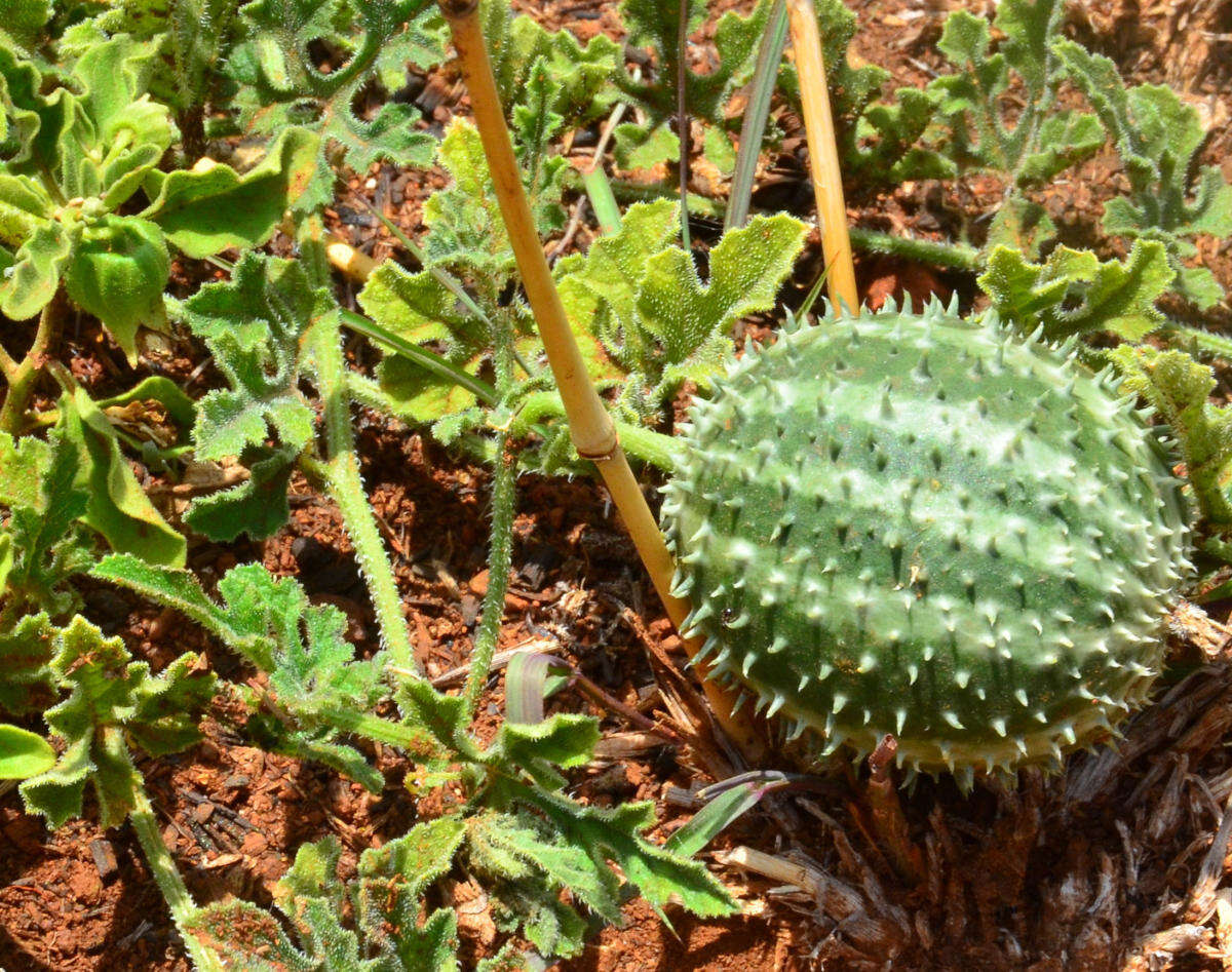 Image of Cucumis myriocarpus subsp. myriocarpus