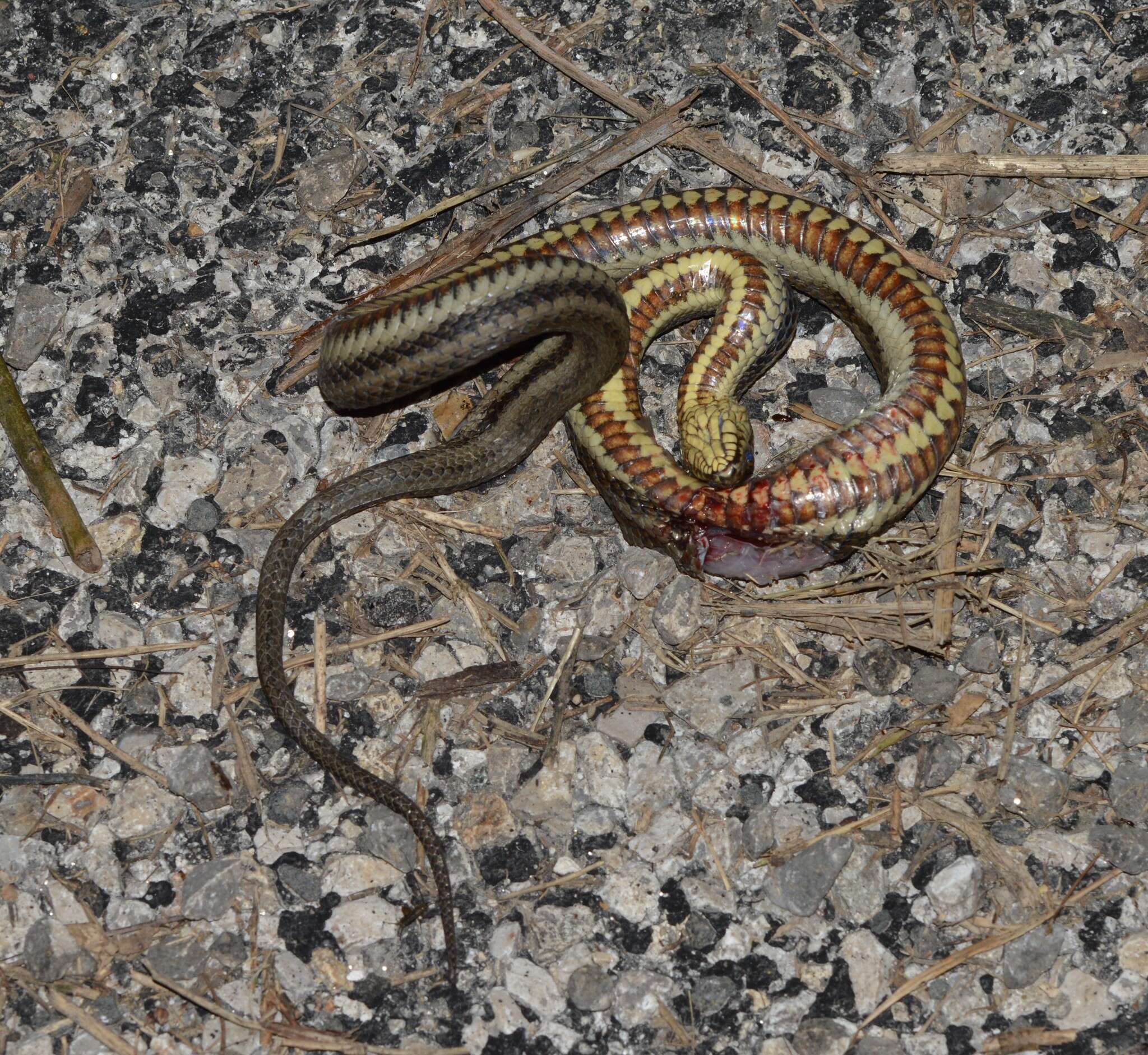 Image of Atlantic Salt Marsh Snake