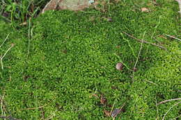 Image of Girgensohn's bog-moss