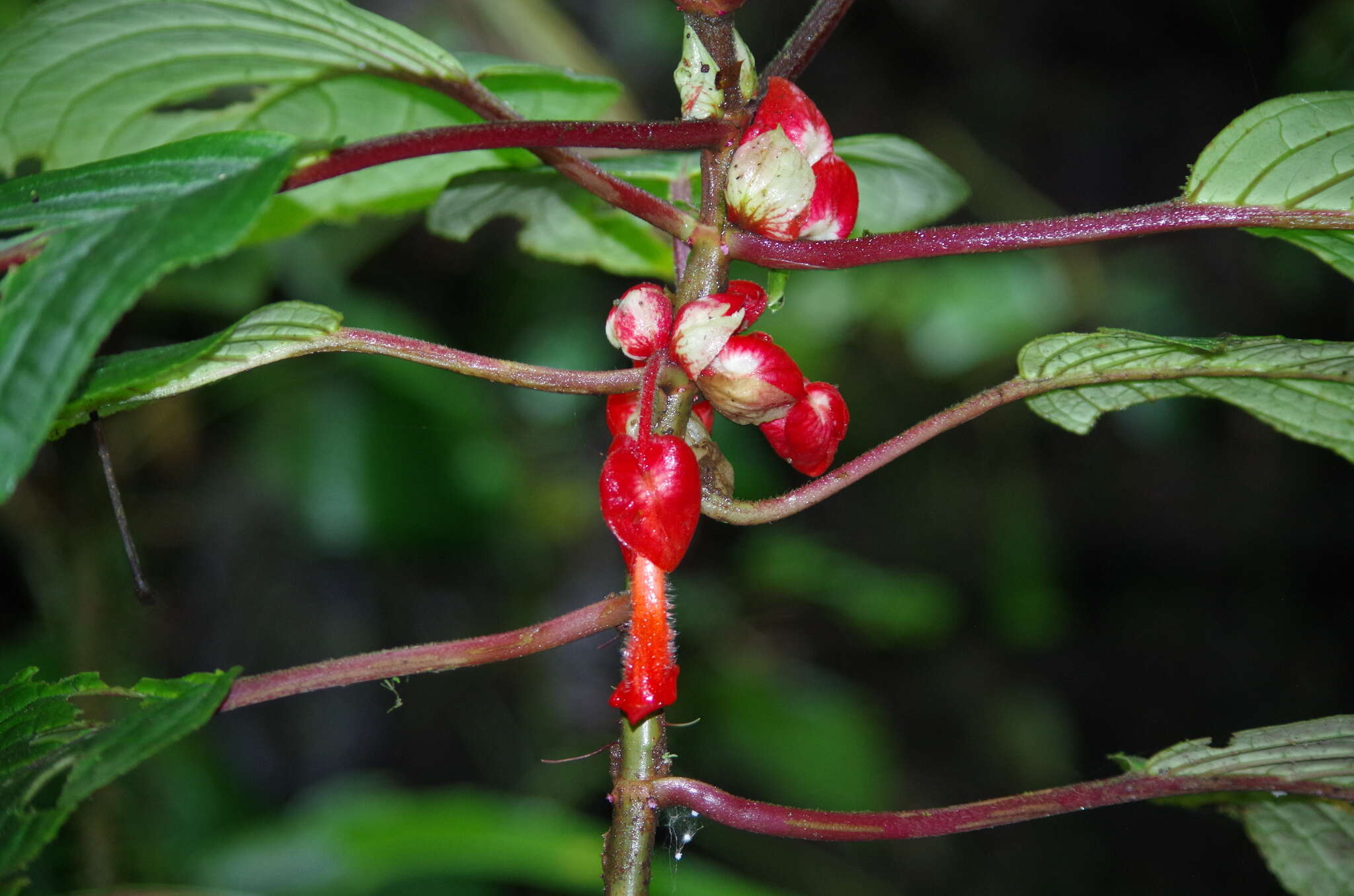 Image of Glossoloma oblongicalyx (J. L. Clark & L. E. Skog) J. L. Clark