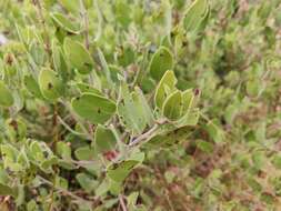 Слика од Arctostaphylos glandulosa subsp. zacaensis (Eastw.) P. V. Wells