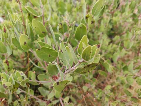 Image of Zaca manzanita