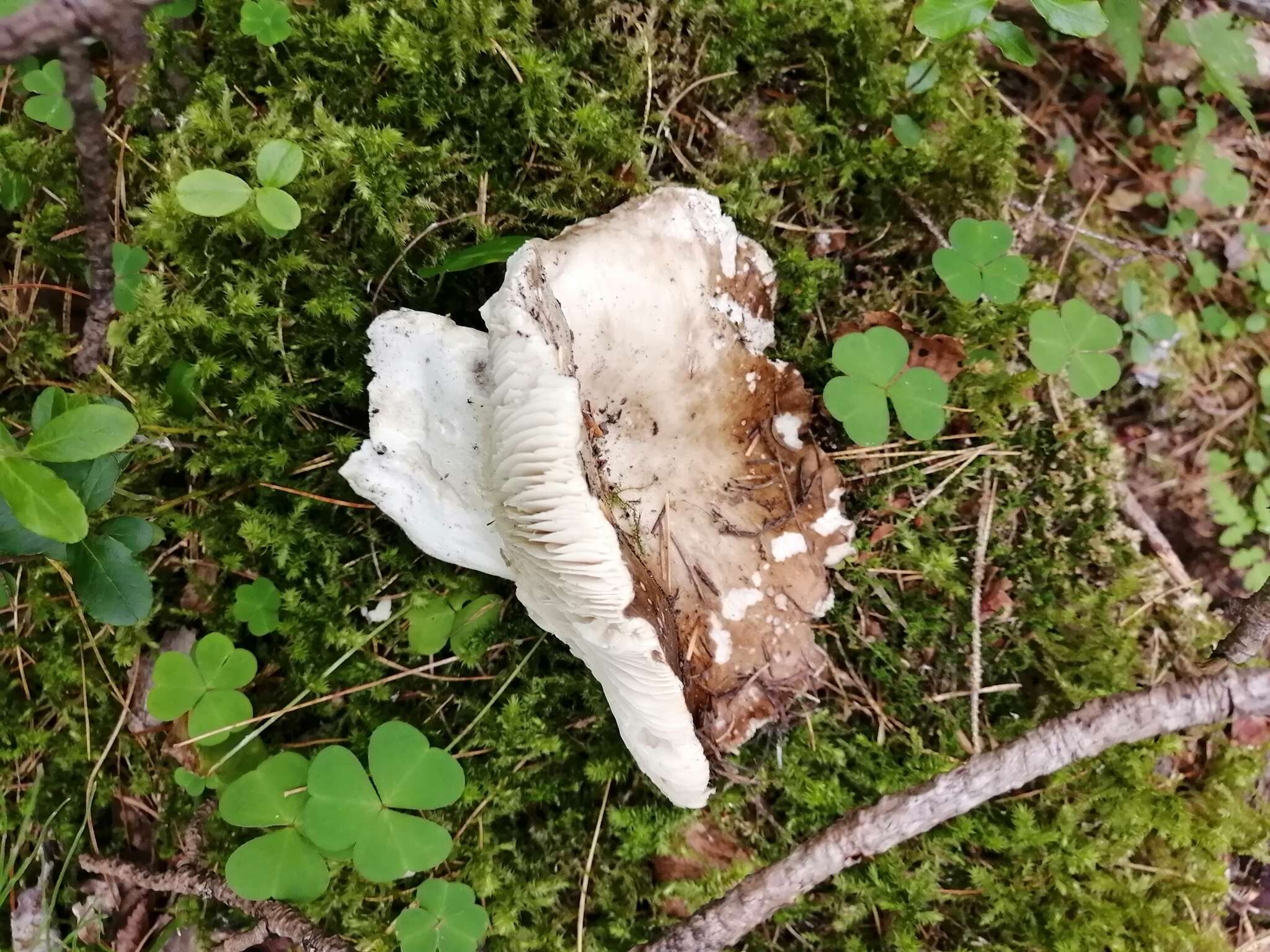 Image of Russula adusta (Pers.) Fr. 1838