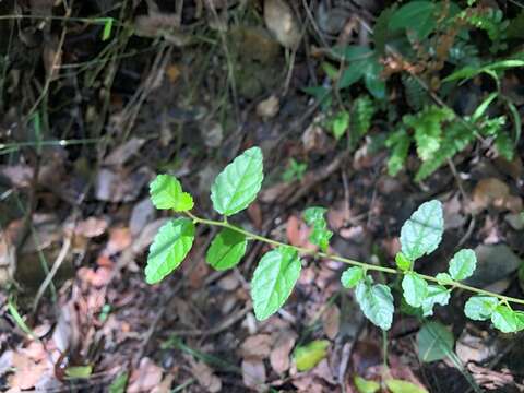 Acalypha eremorum Müll. Arg. resmi