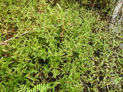 Image of swampwort