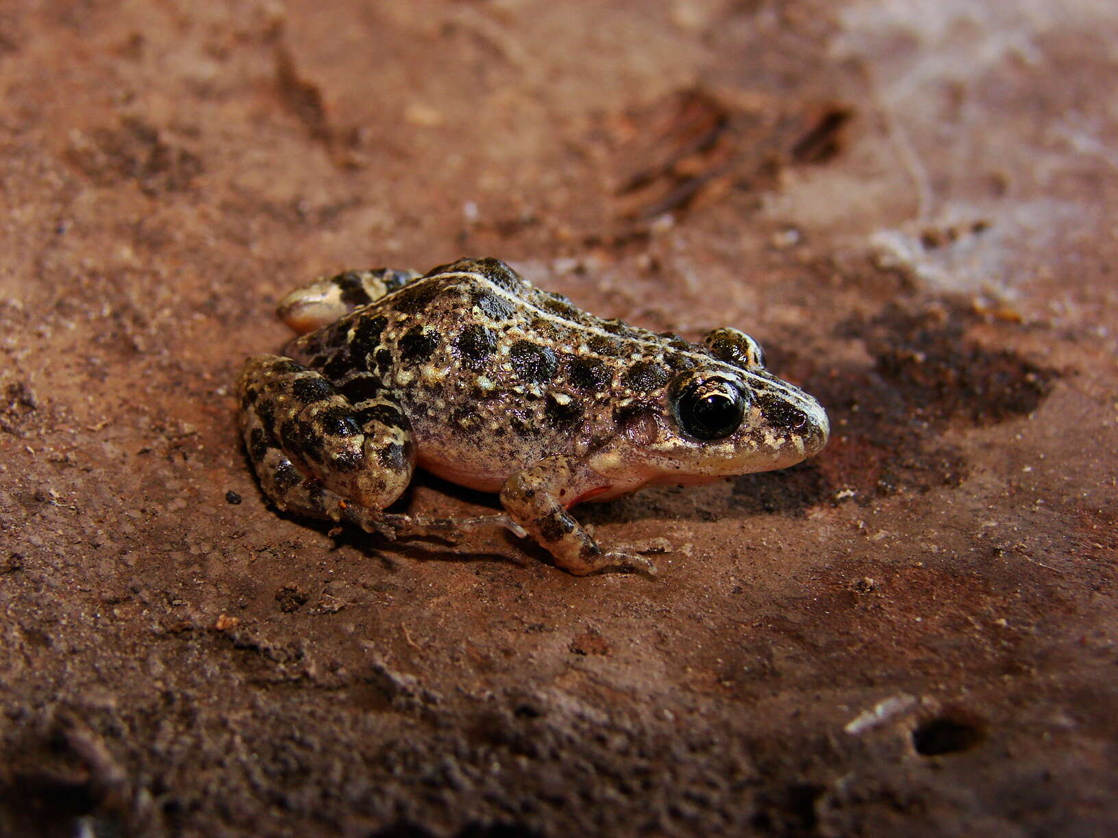 Image of Adenomera saci Carvalho & Giaretta 2013