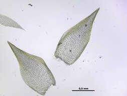 Image of Girgensohn's bog-moss