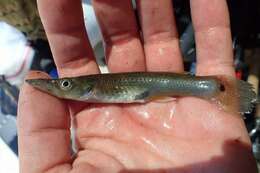 Image of Top minnow