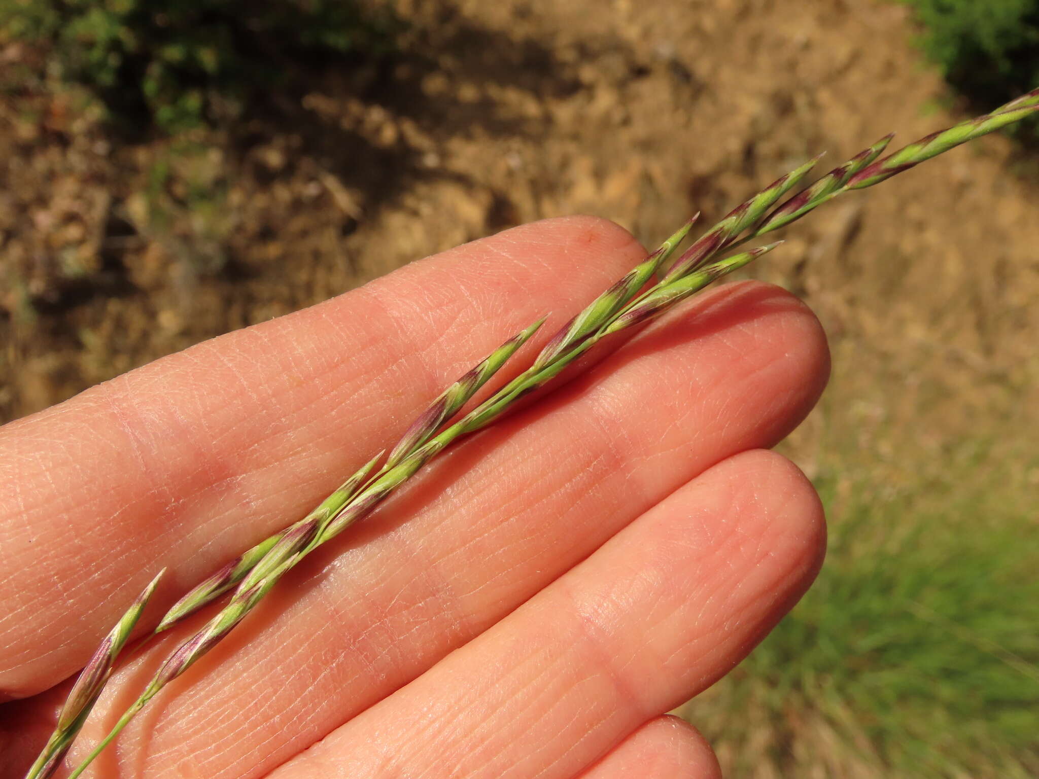 Image of Geyer's oniongrass