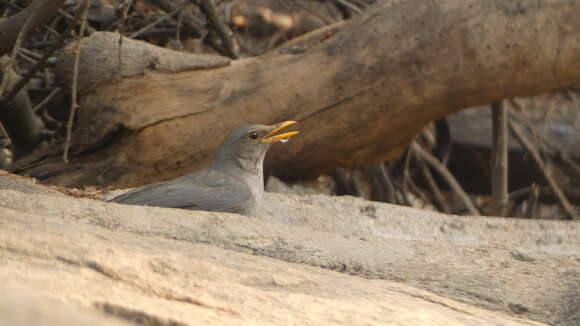 Image of Tickell's Thrush