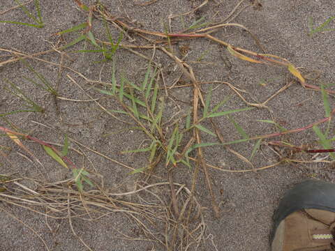 Image de Paspalum distichum L.