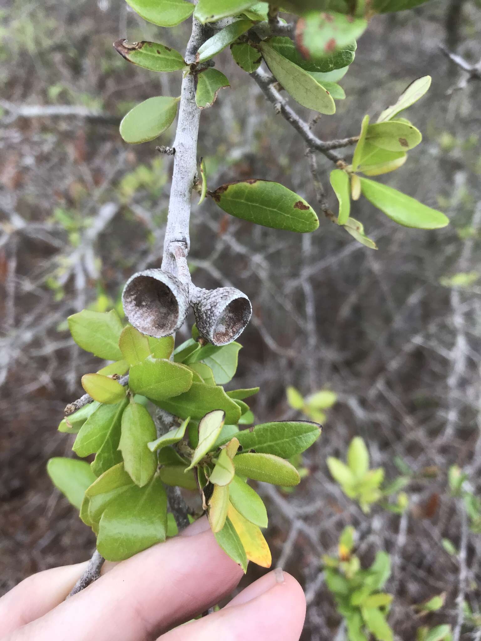 Imagem de Quercus geminata Small