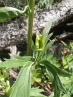 Image of monkshood